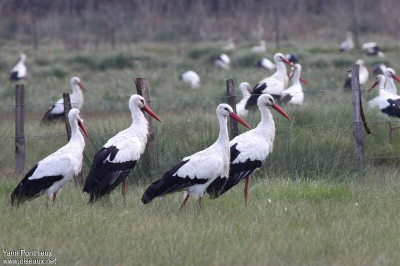 White Stork, habitat, Behaviour