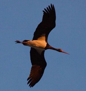 Black Stork
