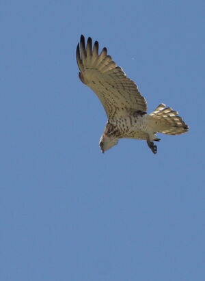 Short-toed Snake Eagle