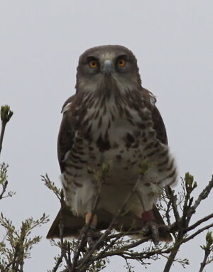Short-toed Snake Eagle