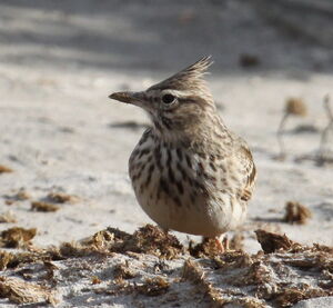 Crested Lark