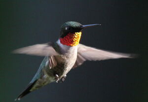 Colibri à gorge rubis