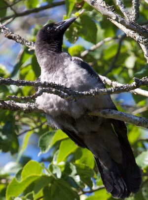 Hooded Crow 
&copy; Yann Ponthieux
