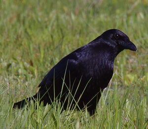 Corneille noire