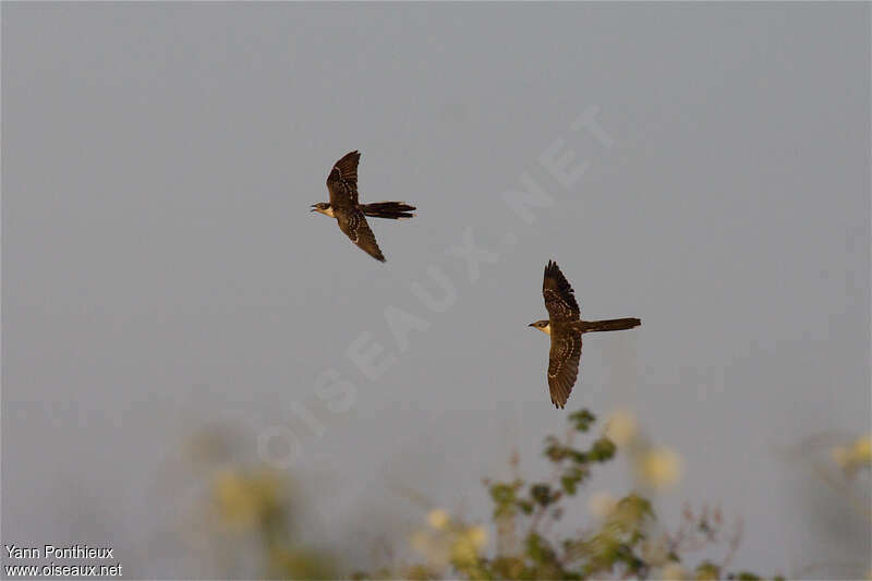 Great Spotted Cuckooadult breeding, Flight, song