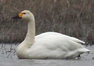 Cygne de Bewick