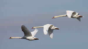 Mute Swan 
&copy; Yann Ponthieux