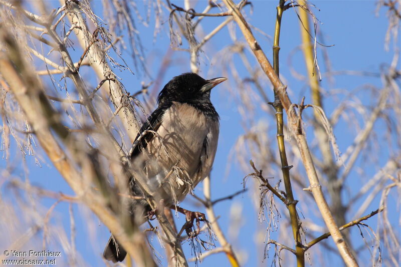 Rosy Starling female