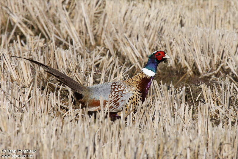Common Pheasant male adult