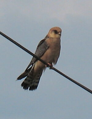 Red-footed Falcon