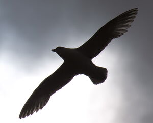Northern Fulmar