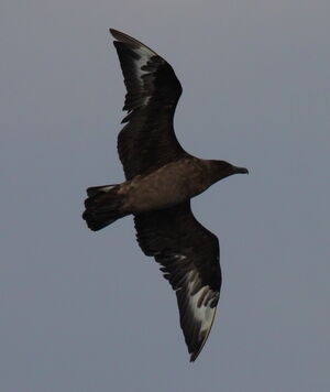 Great Skua 
&copy; Yann Ponthieux