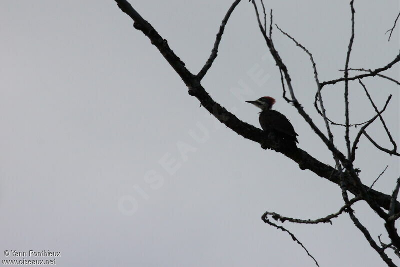 Pileated Woodpecker female