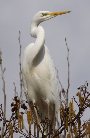 Great Egret 
&copy; Yann Ponthieux