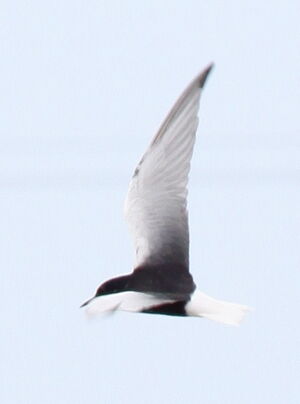 Guifette leucopt�re 
&copy; Yann Ponthieux