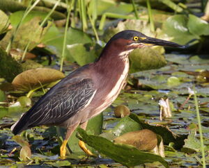 Green Heron