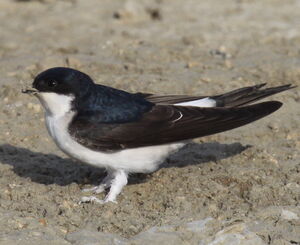 Hirondelle de fen�tre