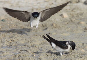 Hirondelle de fen�tre