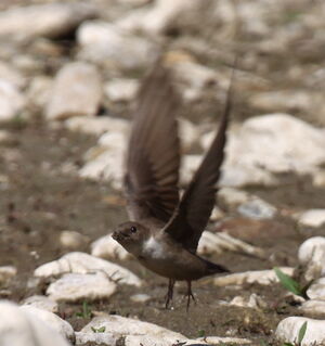 Hirondelle de rochers 
&copy; Yann Ponthieux