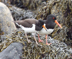 Eurasian Oystercatcher 
&copy; Yann Ponthieux