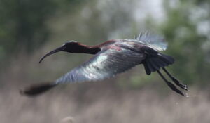 Ibis falcinelle 
&copy; Yann Ponthieux