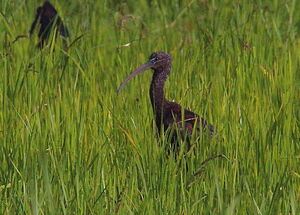 Ibis falcinelle 
&copy; Yann Ponthieux