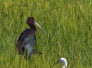 Ibis falcinelle 
&copy; Yann Ponthieux