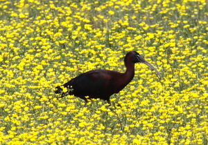 Ibis falcinelle 
&copy; Yann Ponthieux