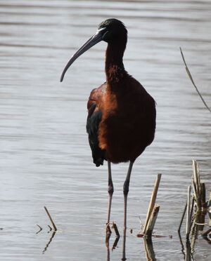 Ibis falcinelle 
&copy; Yann Ponthieux