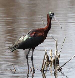 Ibis falcinelle 
&copy; Yann Ponthieux