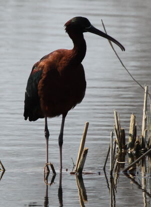 Ibis falcinelle 
&copy; Yann Ponthieux