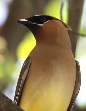 Cedar Waxwing
