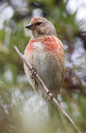 Common Linnet 
&copy; Yann Ponthieux