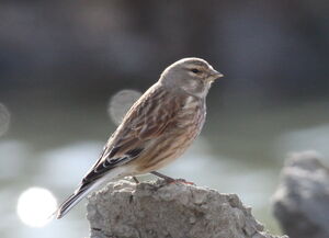 Common Linnet 
&copy; Yann Ponthieux