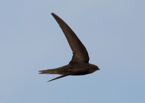 Common Swift 
&copy; Yann Ponthieux