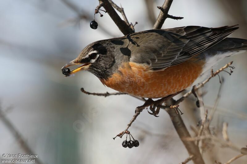 American Robin, feeding habits