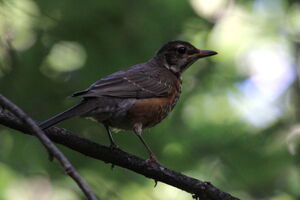 American Robin
