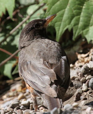 American Robin