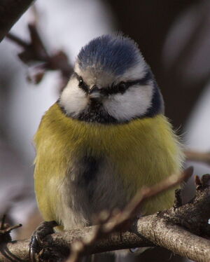 Eurasian Blue Tit