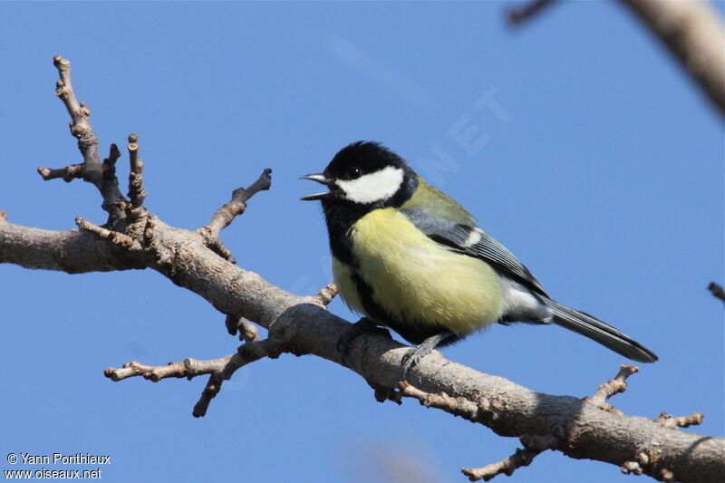 Great Tit, song
