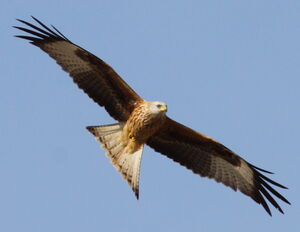 Red Kite