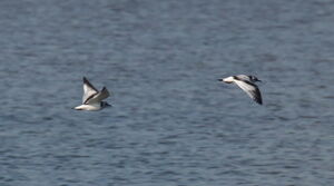 Mouette pygmée