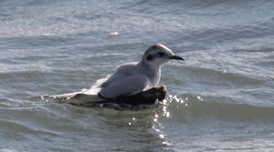 Little Gull 
&copy; Yann Ponthieux