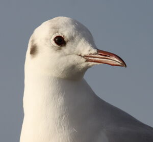 Mouette rieuse 
&copy; Yann Ponthieux