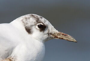 Mouette rieuse 
&copy; Yann Ponthieux