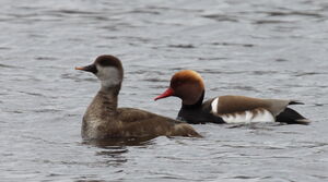 Red-crested Pochard