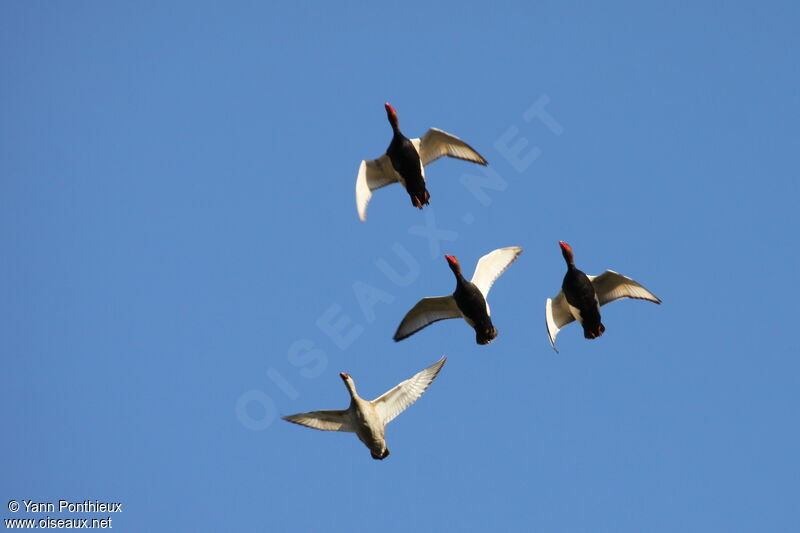 Red-crested Pochard, Flight
