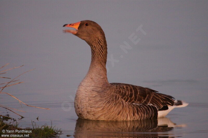Greylag Goose, song