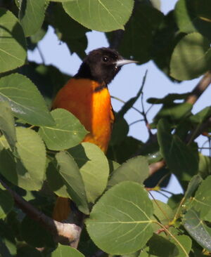 Oriole du Nord