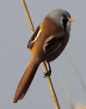 Bearded Reedling 
&copy; Yann Ponthieux